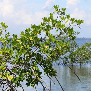 Mangroves in Indian River Lagoon 