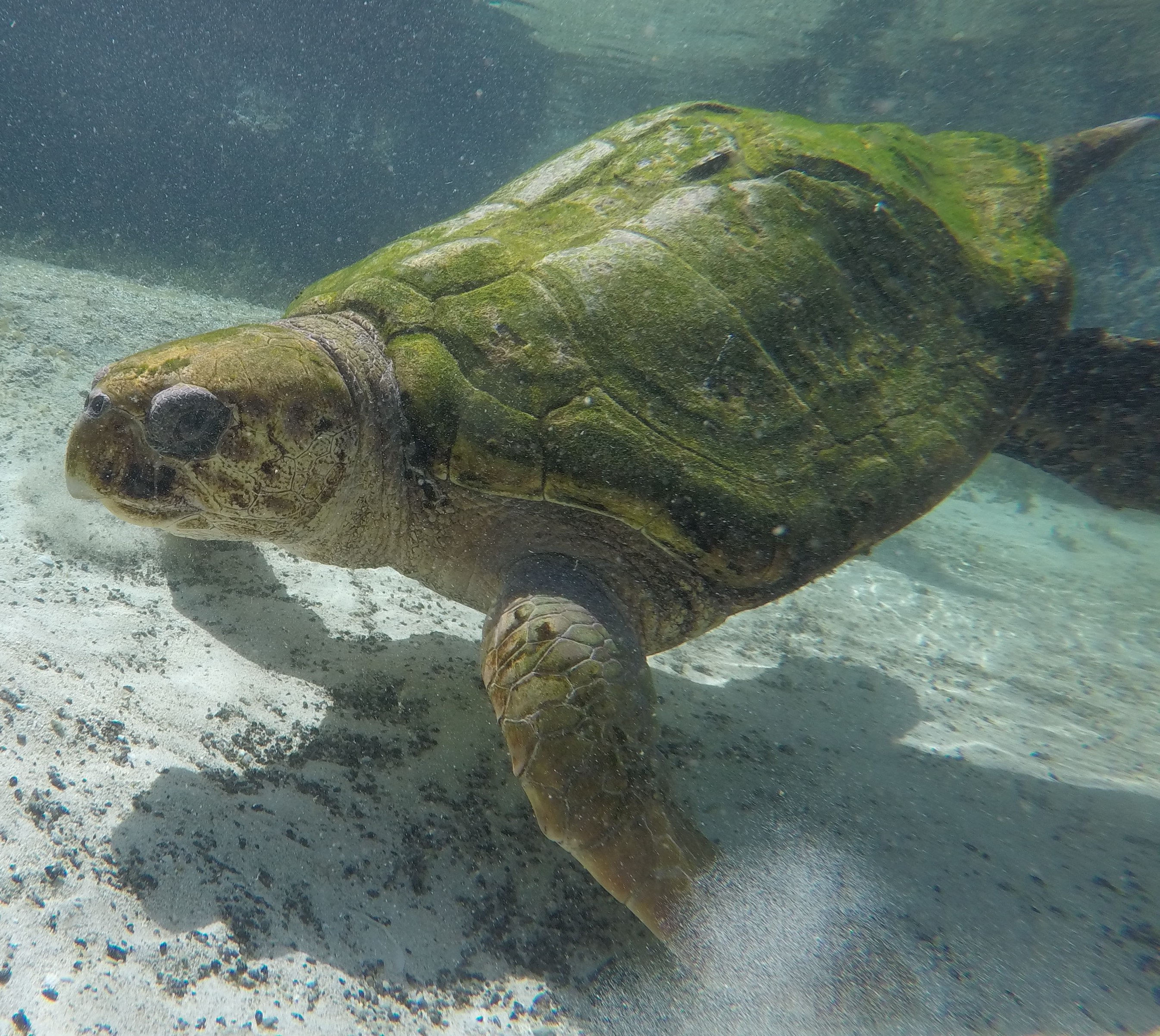 Meet Our Sea Turtles Florida Oceanographic Society