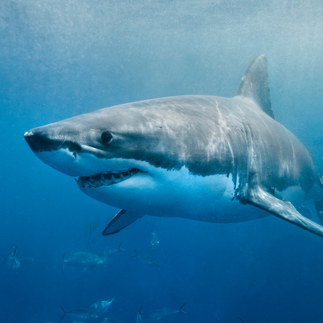 great white shark in ocean