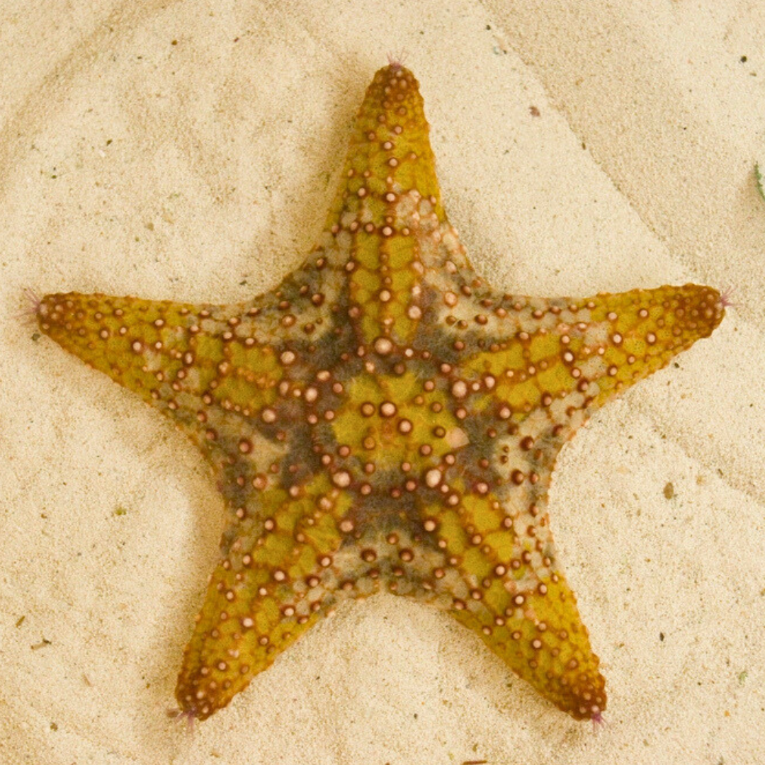 sea star 