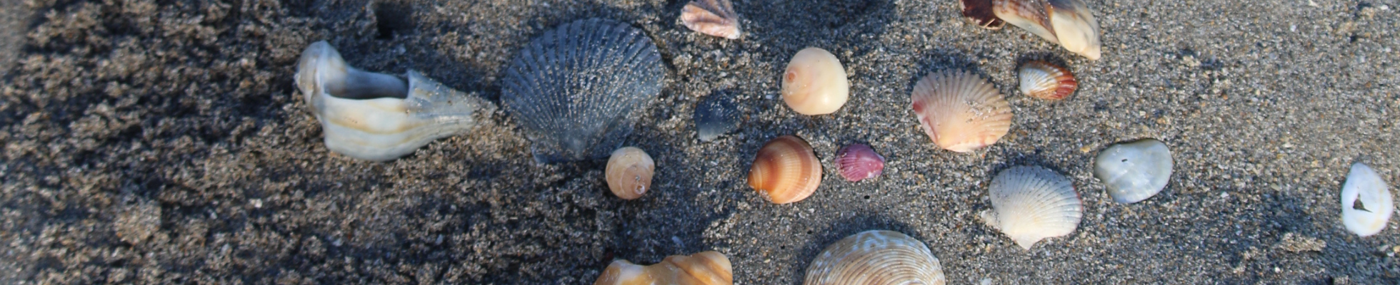 close up of shells on the beach