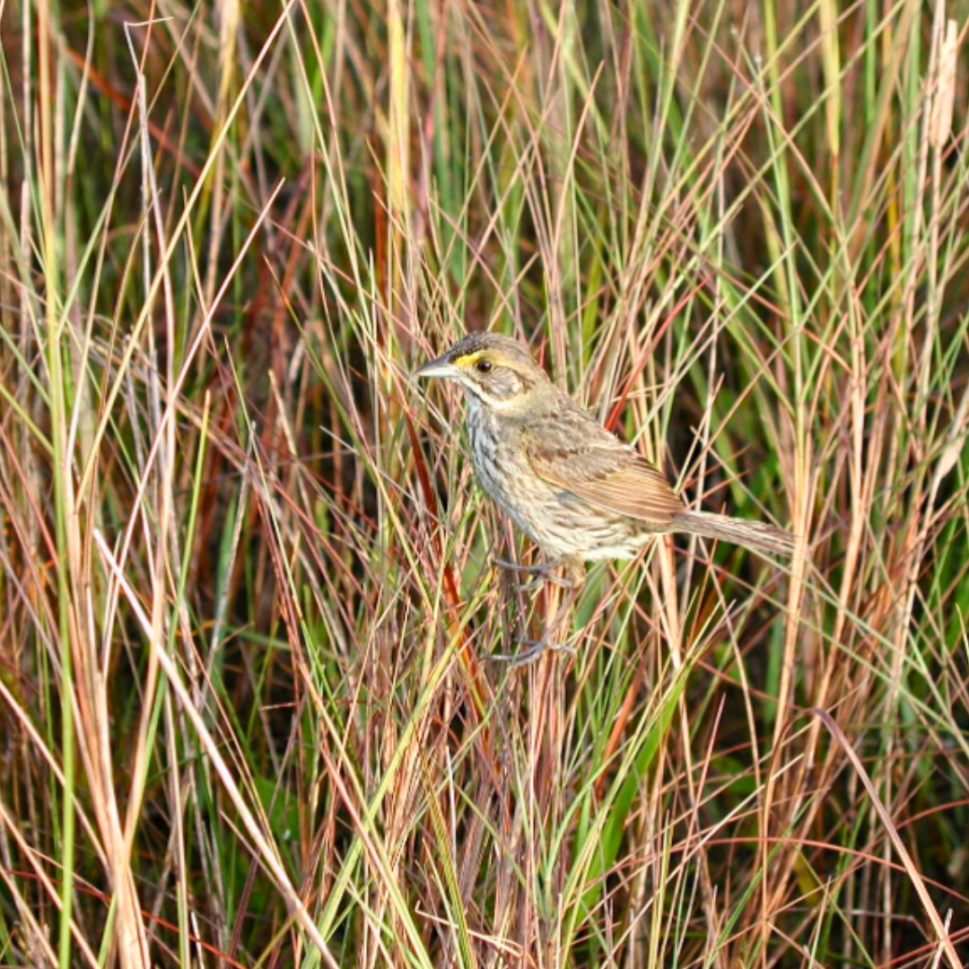 sparrow sitting in tall grass1