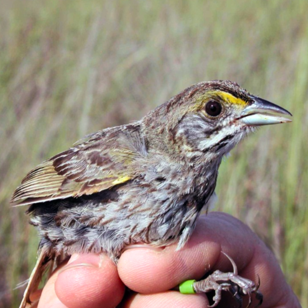 sparrow sitting in tall grass2