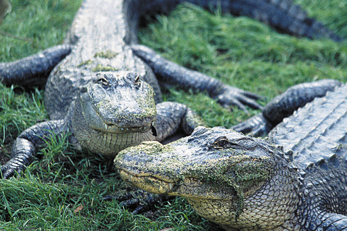 two gators laying down