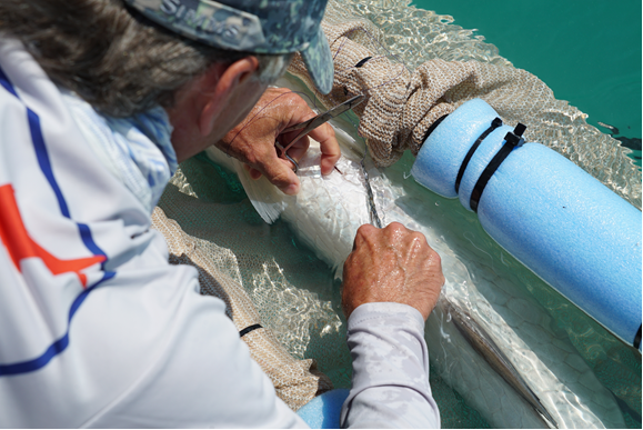 over the shoulder of a man examining a fish in the water