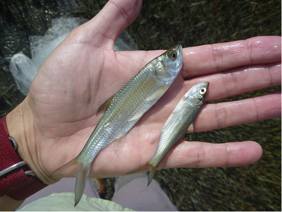 open hand with two small fish in it