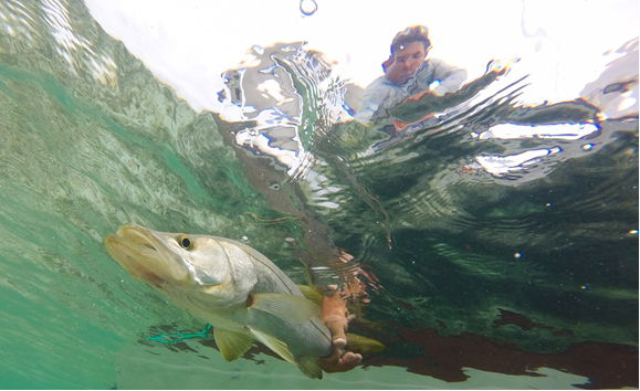 view underwater of fish being released 