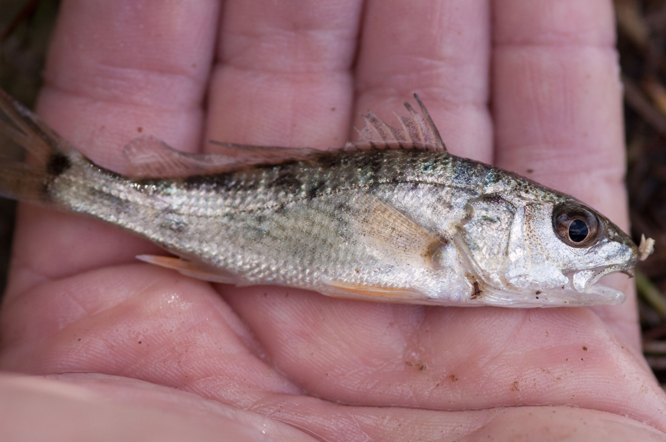 closeup of fish in palm of hand