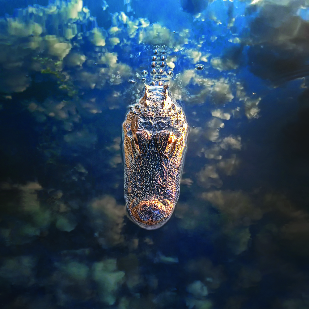 artistic gator image from above