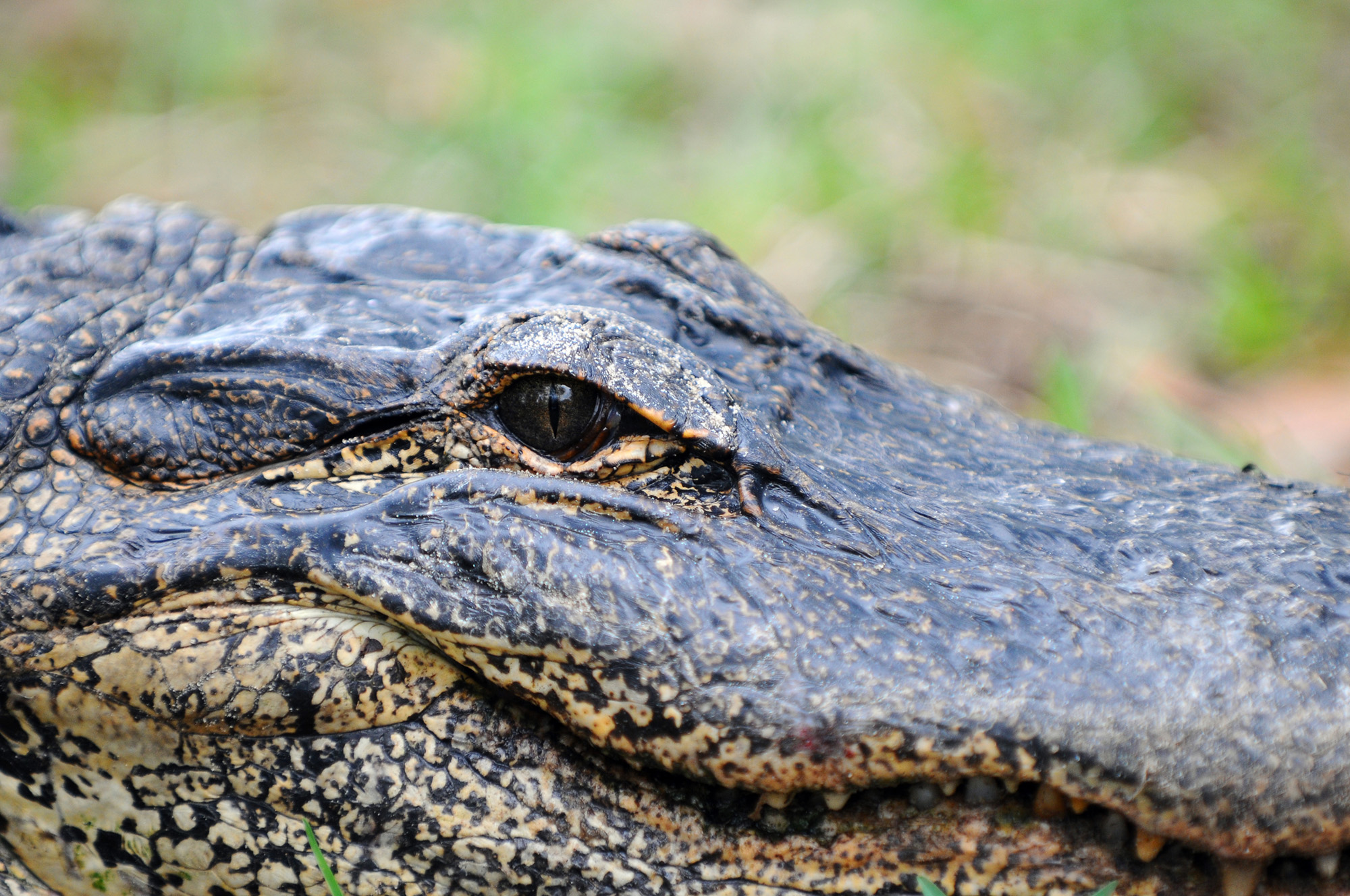 gator eyeball detail from side