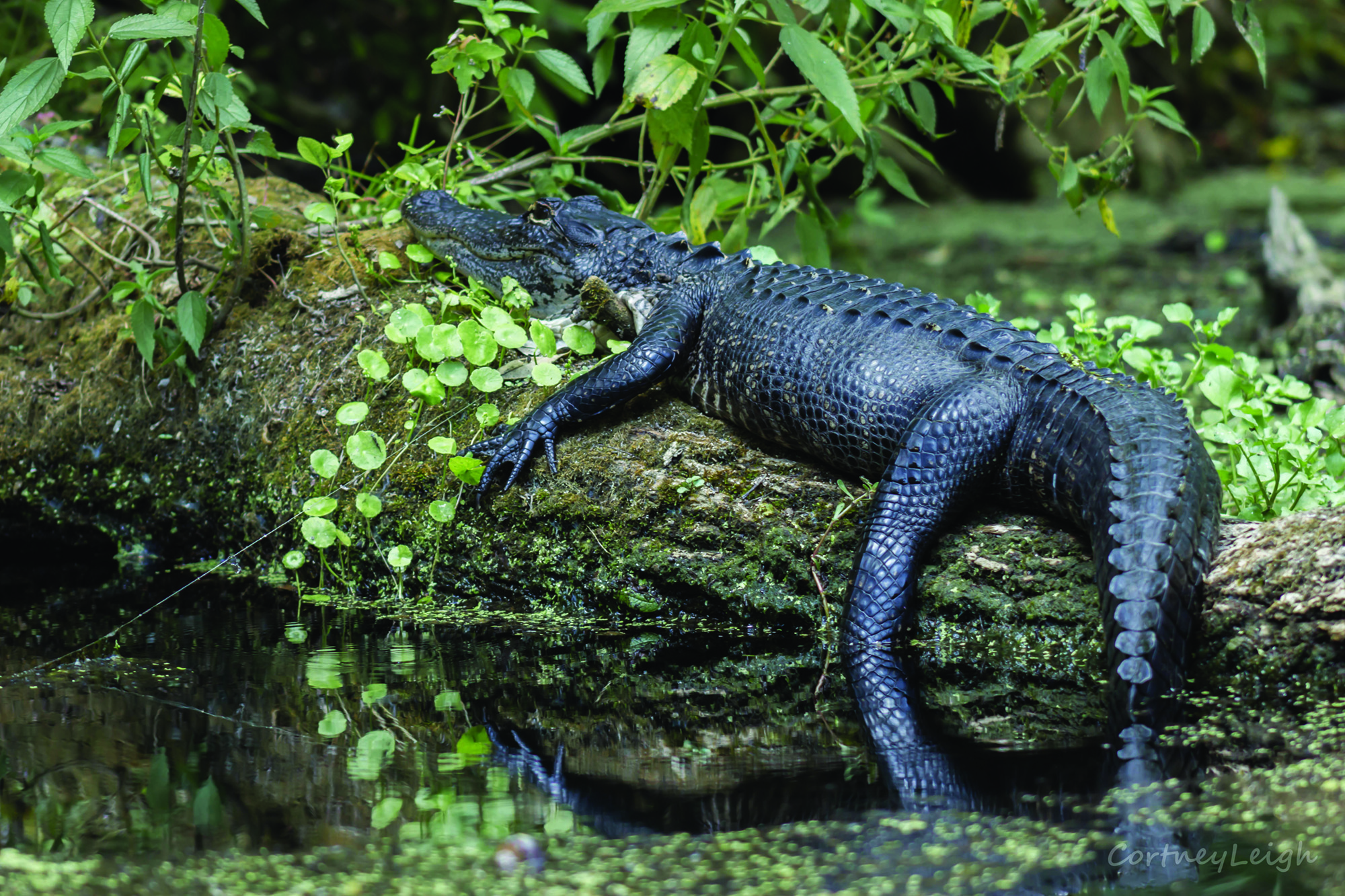 gator lying on log