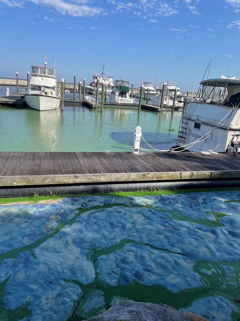 blue green algae washing up against boat dock