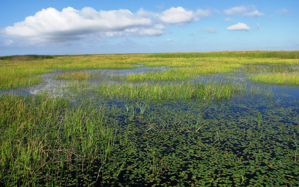 landscape view of swamp