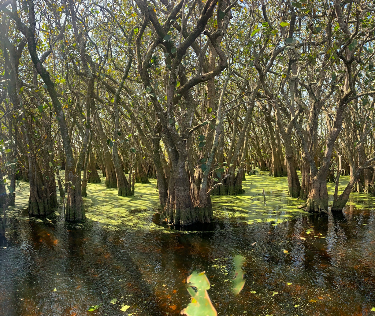 watery tree forest 