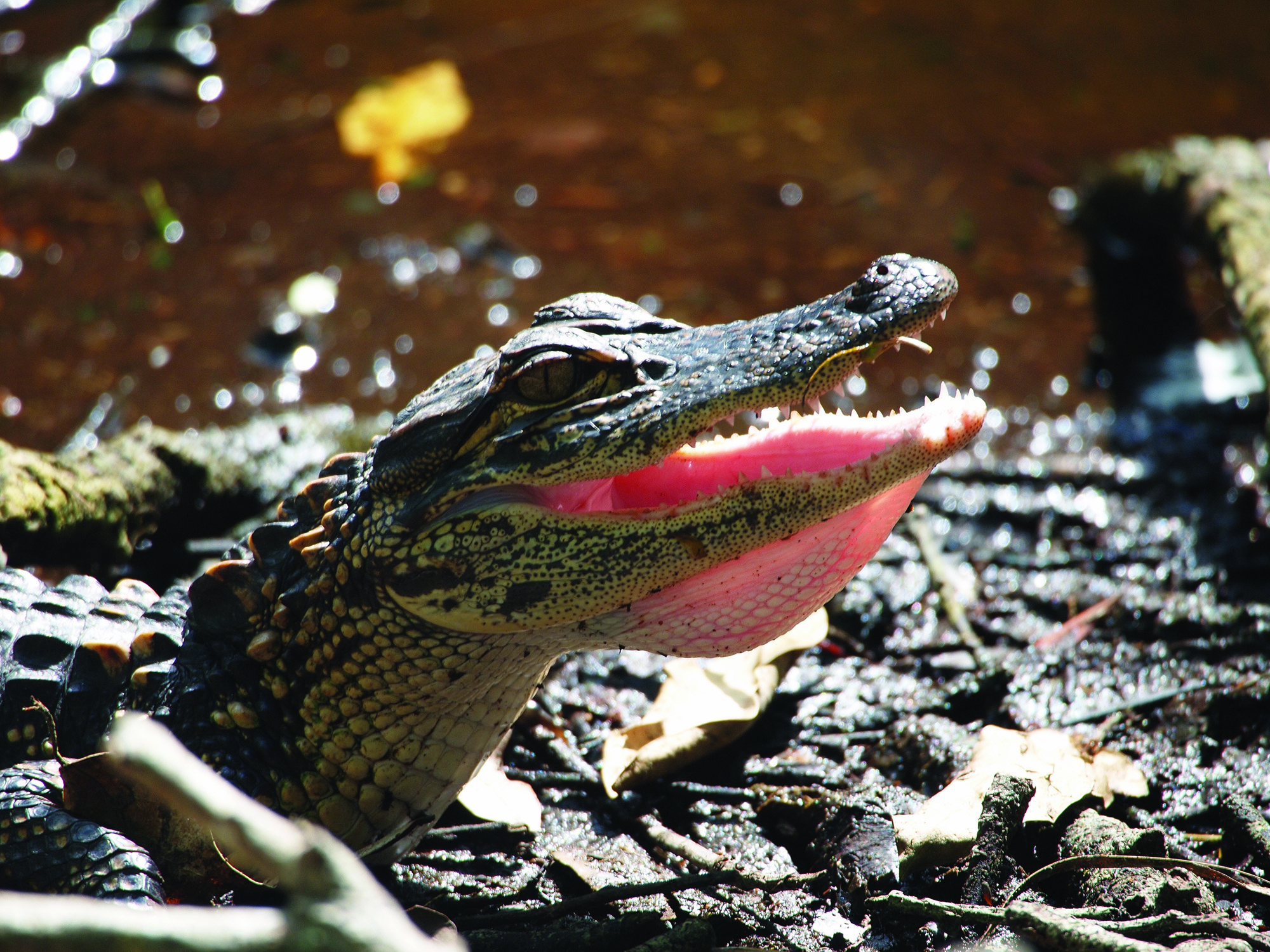 baby gator with open mouth