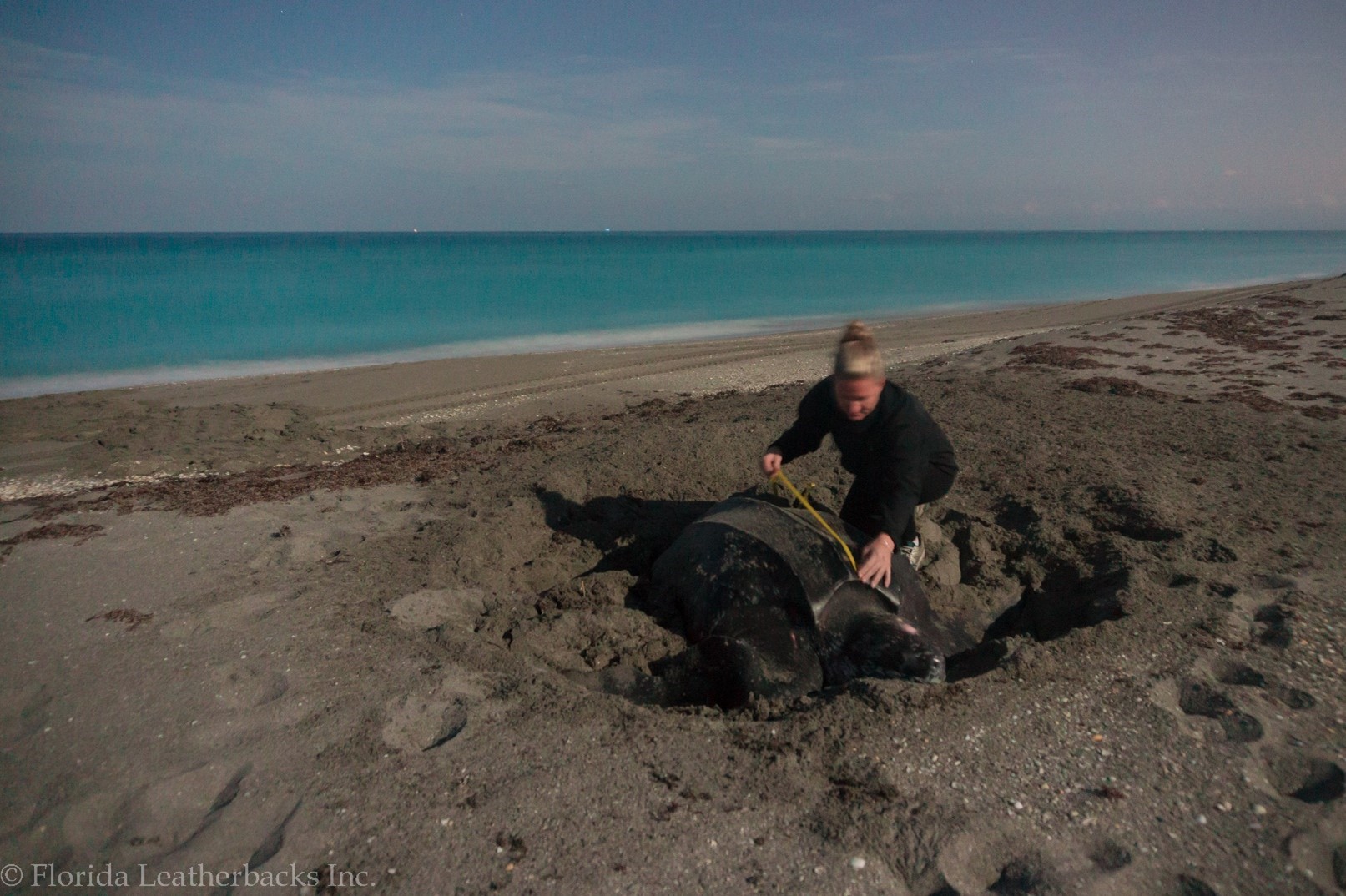 blonde woman in wet suit measuring leatherback sea turtle on beach