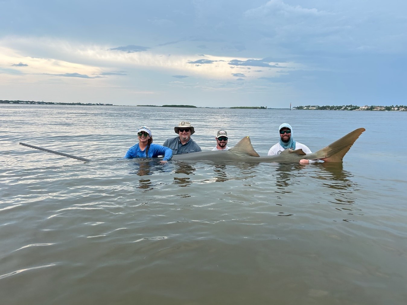 four men standing in deep water holding large sawfish across their chests