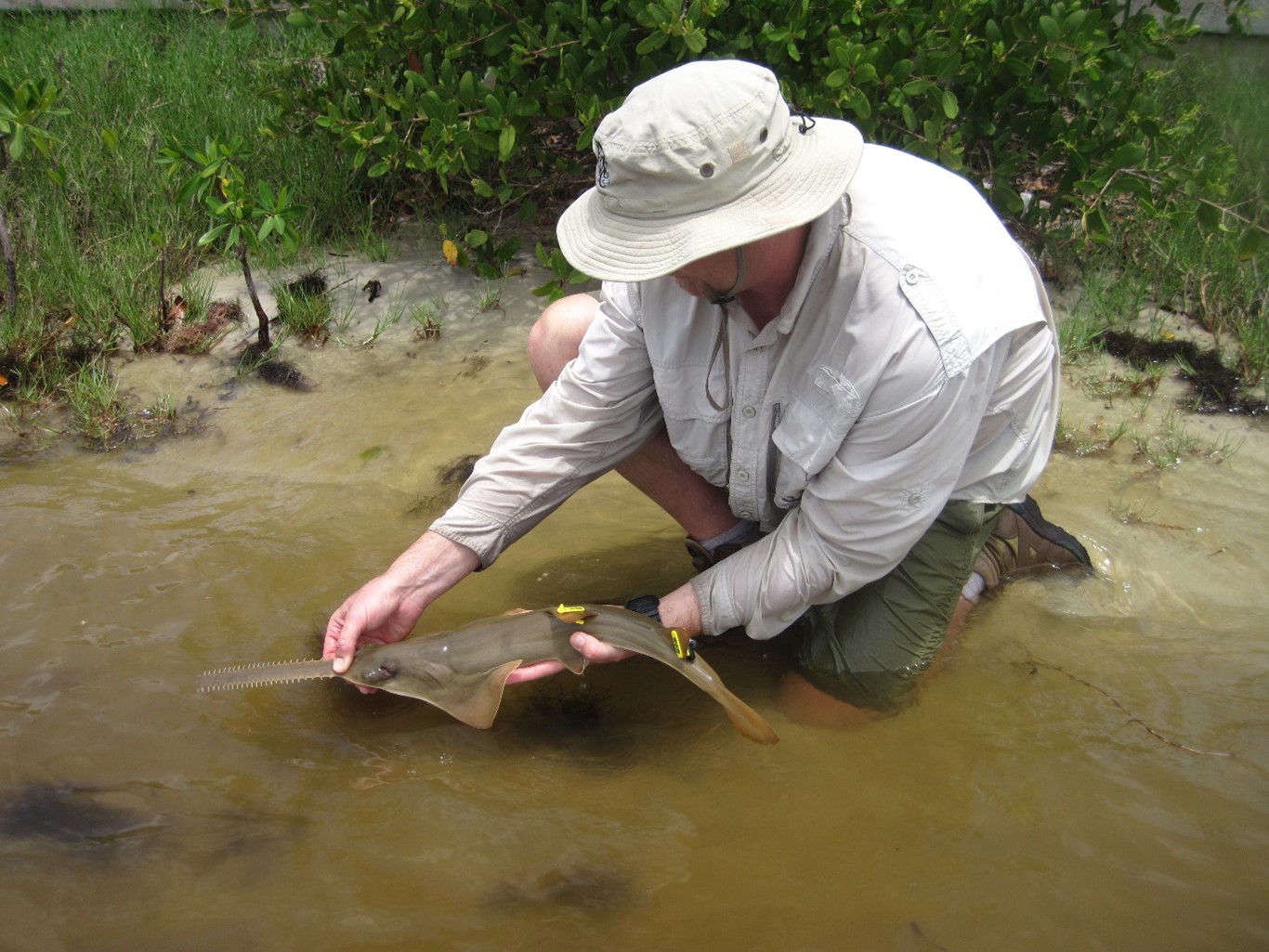 crouching man letting small sawfish go in shallow water