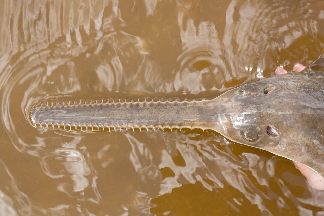 top down view of small sawfish in water