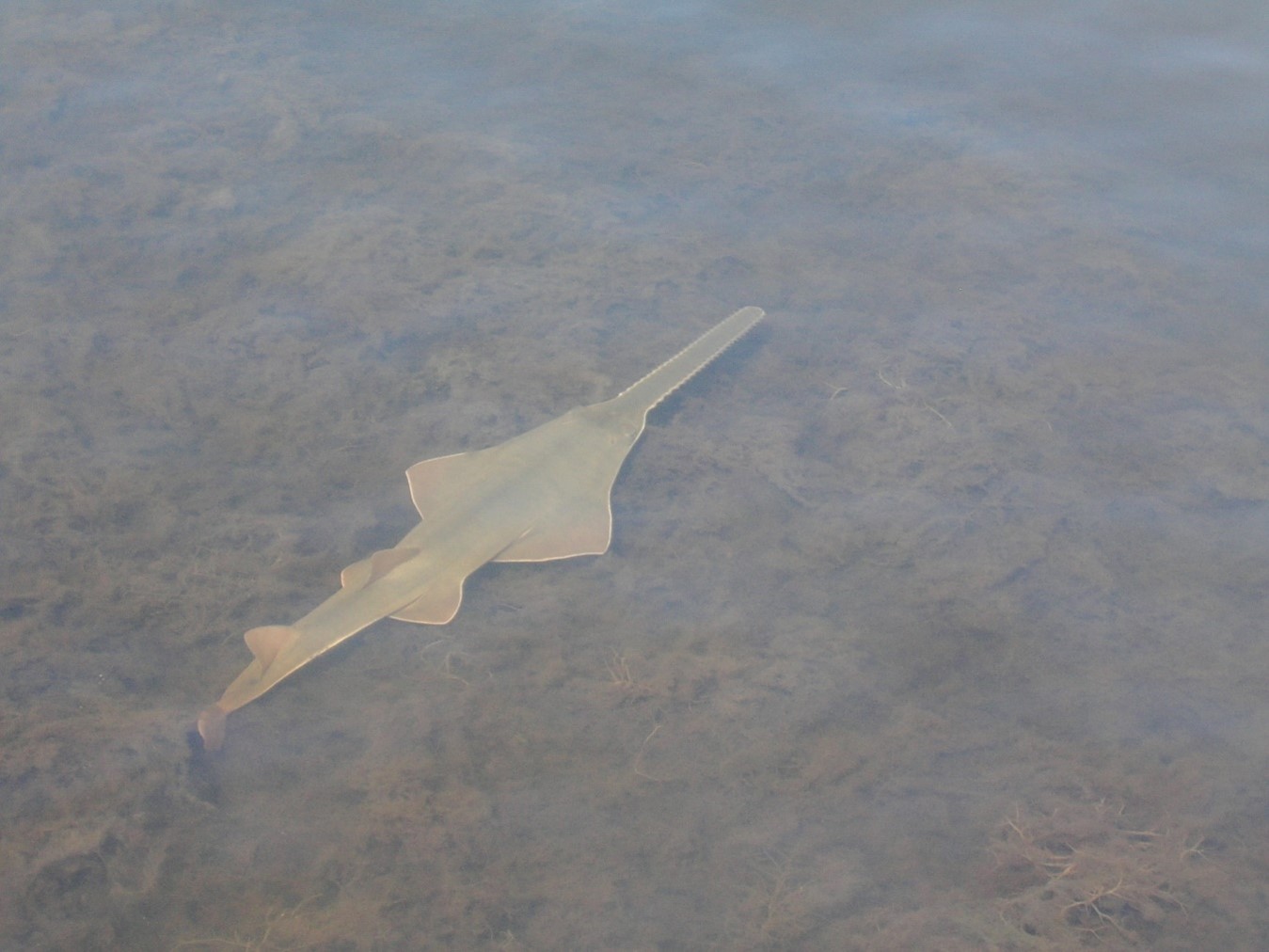 overhead view of large sawfish in water