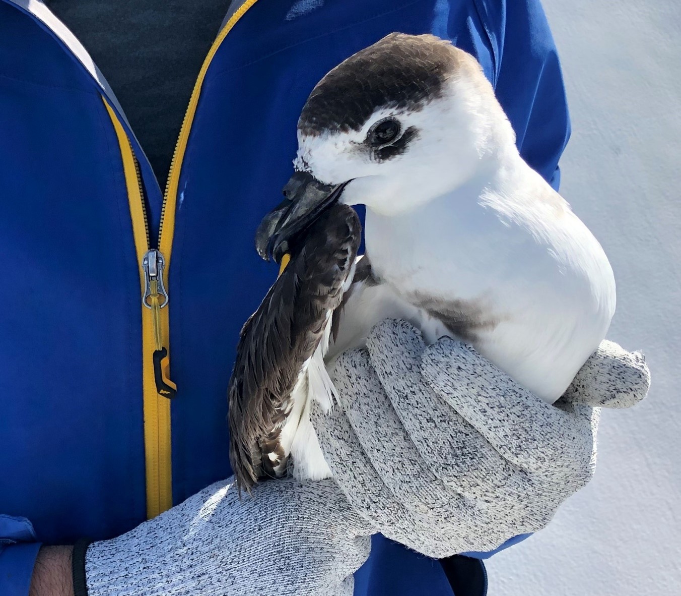 sea bird being held in someone's arms