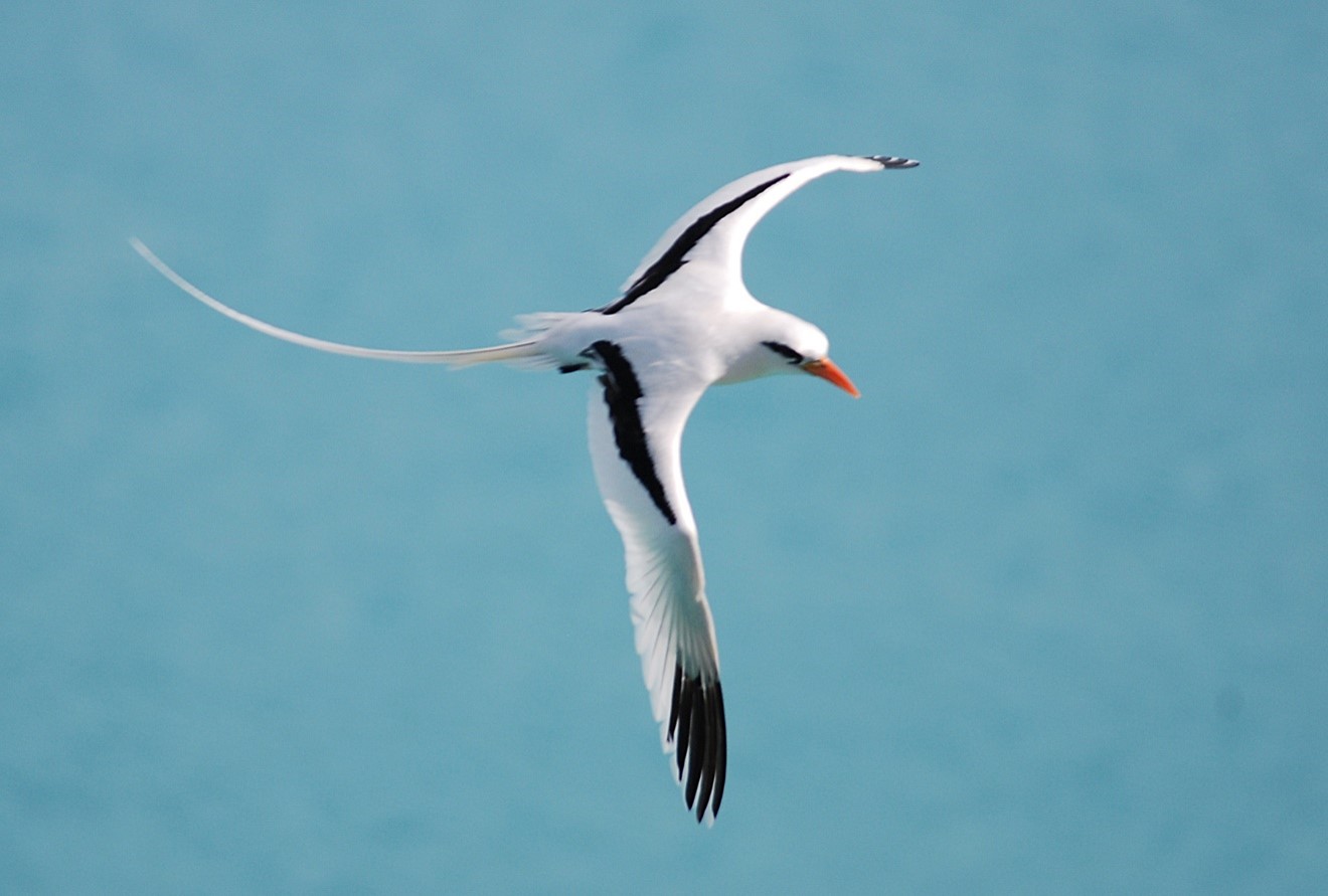 sea bird flying in sky