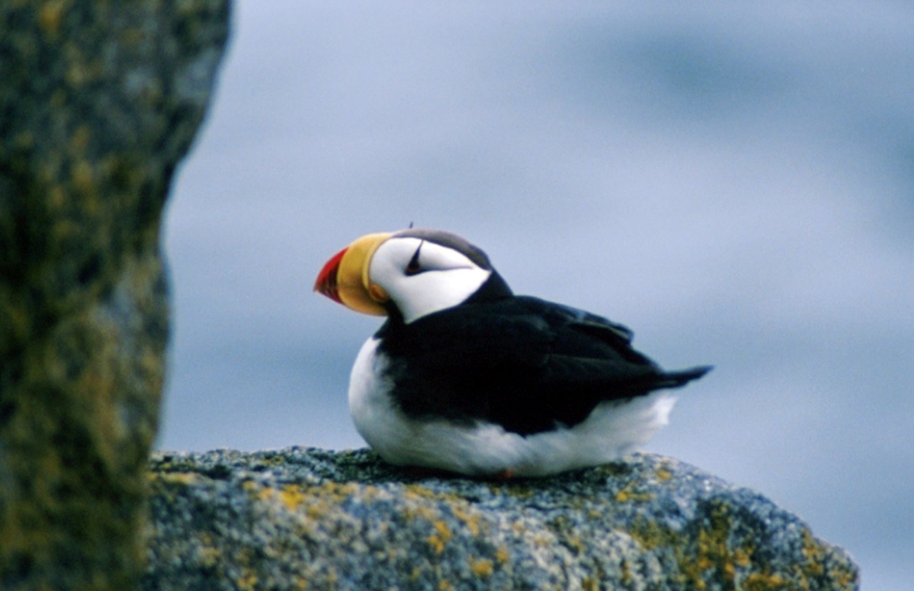 puffin roosting on rock