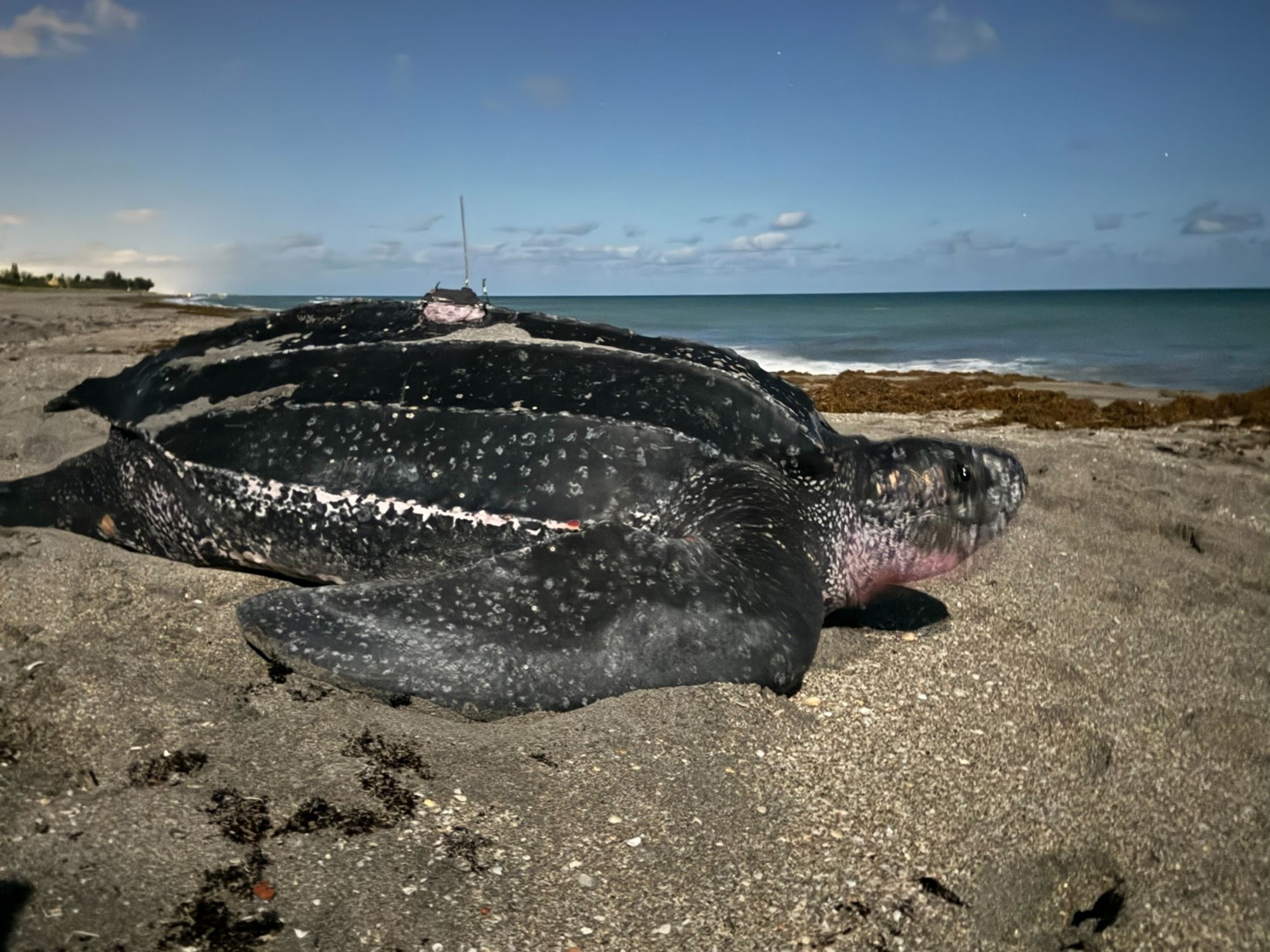 leatherback sea turtle