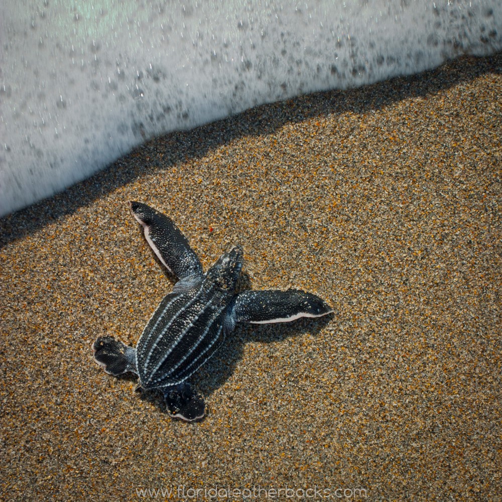 baby leatherback in surf