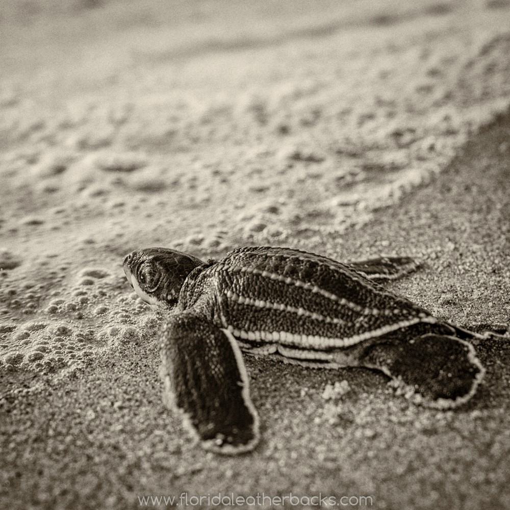 black and white of baby leatherback in surf