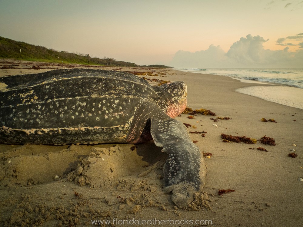 leatherback sea turtle on beach at dawn, looking at ocean