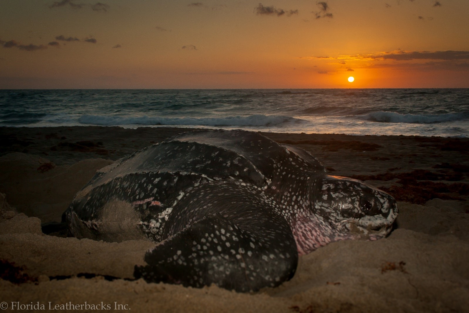 leatherback sea turtle on beach with the sun rising in the background