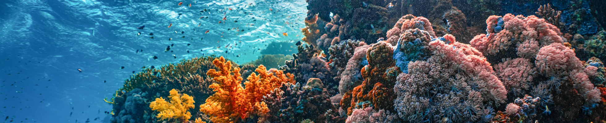 Photo underneath the ocean surface with coral reef