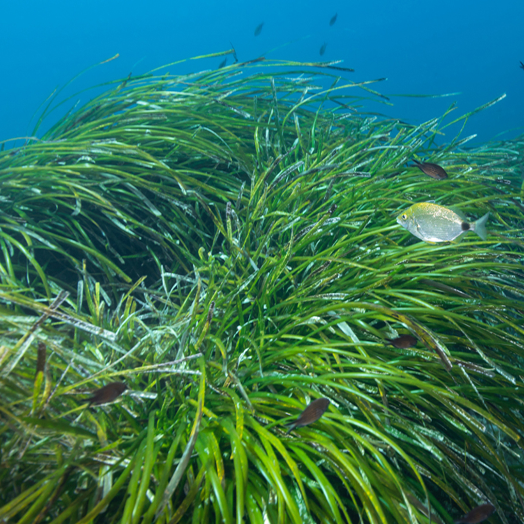 Florida Oceanographic Society | Seagrass beds are starting to revive