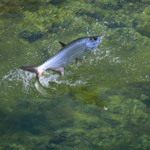 a tarpon jumping out of greenish water