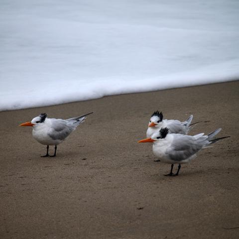 birds in surf