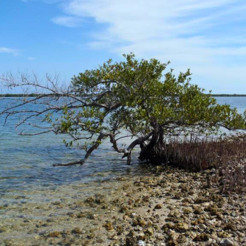 Mangrove Blog