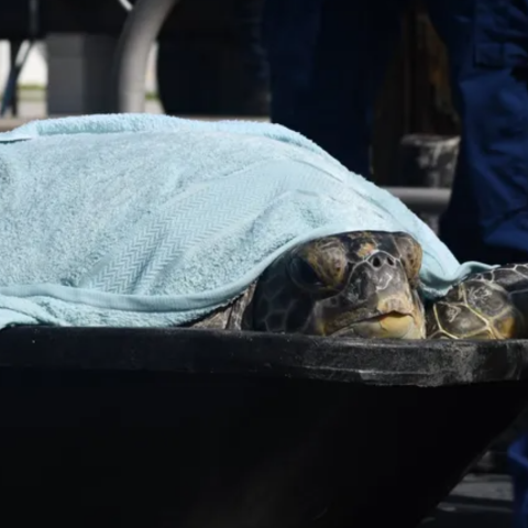 sea turtle covered by towel