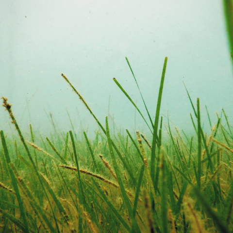 Deep Dive_ Seagrass shows signs of life in the Indian River Lagoon