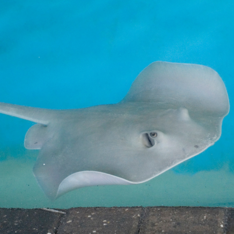 Florida Oceanographic Coastal Center works to protect marine life, water quality, beaches