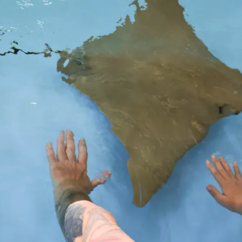 Visitors interact with stingrays at Florida Oceanographic Coastal Center in Martin County